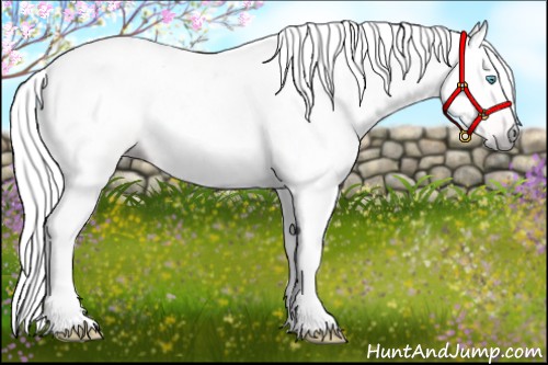 Horse Color:Gray Cremello 
