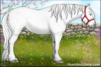Horse Color:Gray Cremello 