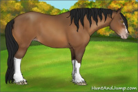 Horse Color:Gray Amber Champagne 