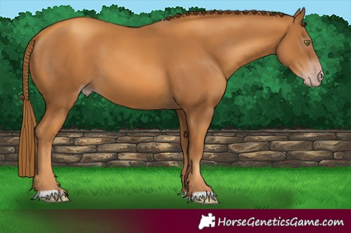 Horse Color:Gray Gold Champagne