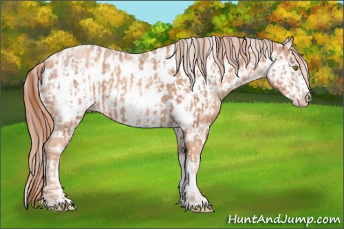 Horse Color:Gold Champagne Roan Near Leopard  and Gold Champagne Roan Frame Near Leopard 