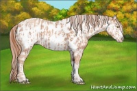 Horse Color:Gold Champagne Roan Near Leopard  and Gold Champagne Roan Frame Near Leopard 