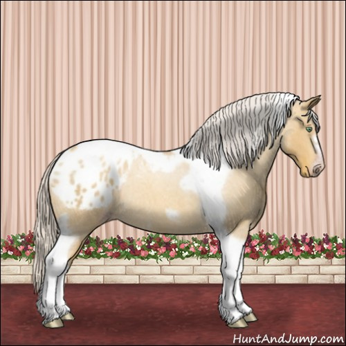 Horse Color:Gray Silver Amber Cream Champagne Roan Dun Splash Tobiano Frame Appaloosa Rabicano 