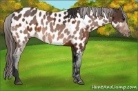 Horse Color:Bay Appaloosa  and Bay Appaloosa 