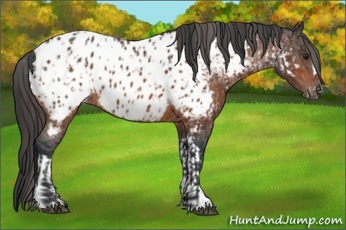 Horse Color:Bay Appaloosa and Bay Appaloosa