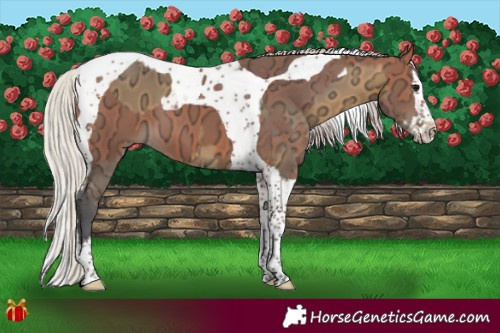 Horse Color:Buckskin Ice Splash Tobiano  and Silver Bay Ice Splash Tobiano 