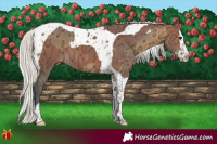 Horse Color:Buckskin Ice Splash Tobiano and Silver Bay Ice Splash Tobiano