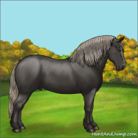 Horse Color:Gray Silver Black 