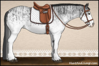 Horse Color:White Spotted Blue Roan Rabicano  and White Spotted Blue Roan Rabicano 