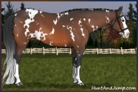 Horse Color:White Spotted Bay Splash 