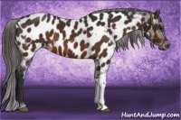 Horse Color:Bay Appaloosa and Brown Appaloosa