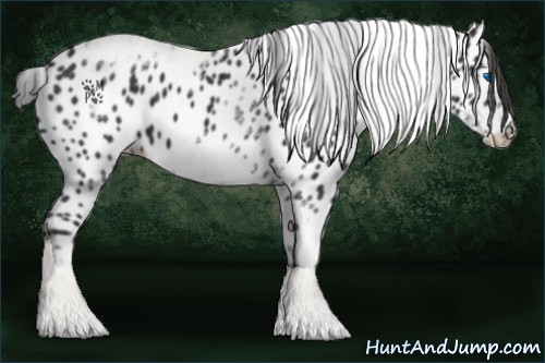 Horse Color:White Spotted Black Splash Tobiano Frame Leopard