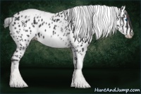 Horse Color:White Spotted Black Splash Tobiano Frame Leopard