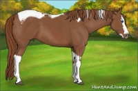 Horse Color:Chestnut Splash Tobiano