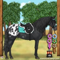 Horse Color:Black Appaloosa