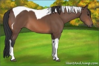 Horse Color:Bay Tobiano 