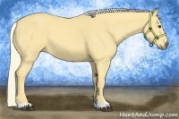 Horse Color:Palomino 