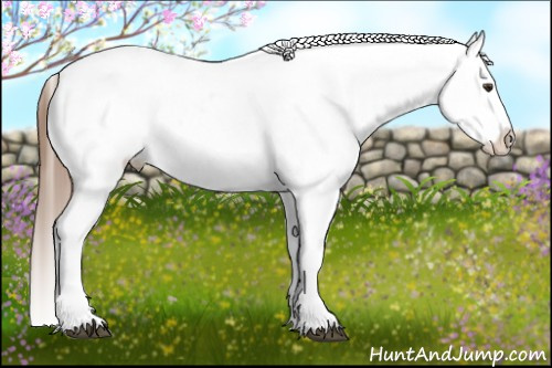 Horse Color:Chestnut Appaloosa 