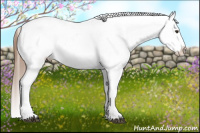 Horse Color:Chestnut Appaloosa 