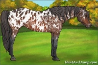 Horse Color:Bay Near Leopard and Bay Blanket