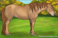 Horse Color:Gray Gold Champagne 