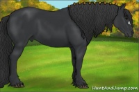 Horse Color:Black 