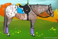 Horse Color:Bay Blanket  and Bay Snowcap 