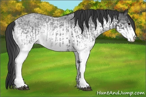 Horse Color:White Spotted Blue Roan Rabicano  and White Spotted Blue Roan Rabicano 