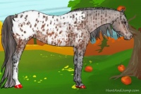 Horse Color:Bay Appaloosa and Bay Appaloosa