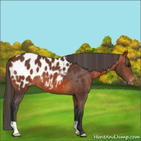 Horse Color:Bay Blanket 
