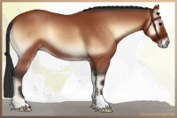Horse Color:Bay Roan Onyx 