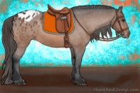 Horse Color:Bay Appaloosa