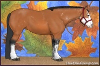 Horse Color:Bay Sabino