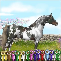 Horse Color:White Spotted Liver Chestnut