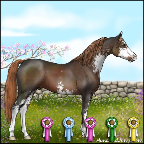 Horse Color:Liver Chestnut Sabino