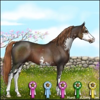 Horse Color:Liver Chestnut Sabino 