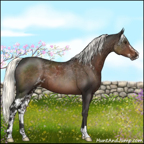 Horse Color:Liver Chestnut Sabino 