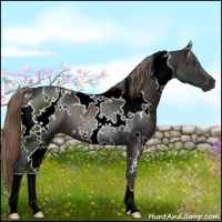 Horse Color:White Spotted Liver Chestnut Rabicano 