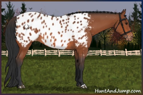 Horse Color:Bay Near Leopard 