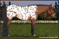 Horse Color:Bay Near Leopard 