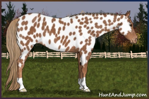 Horse Color:Chestnut Near Leopard