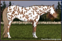 Horse Color:Chestnut Near Leopard 