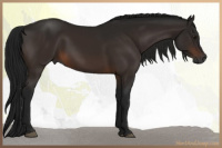 Horse Color:Gray Brown 