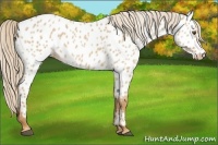 Horse Color:Red Dun Appaloosa 