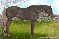 Horse Color:Liver Chestnut Sabino