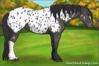 Horse Color:Black Near Leopard 