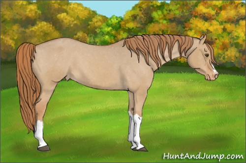 Horse Color:Red Dun Varnish