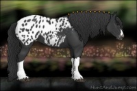 Horse Color:Black Appaloosa 
