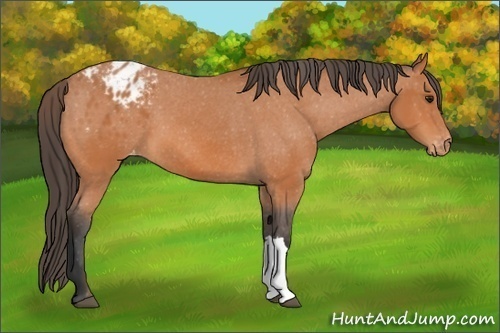 Horse Color:Bay Appaloosa