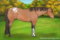 Horse Color:Bay Appaloosa 